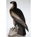 Great American Sizeea Eagle John James Audubon 1785-1851 American Poster Print - 18 x 24 in.