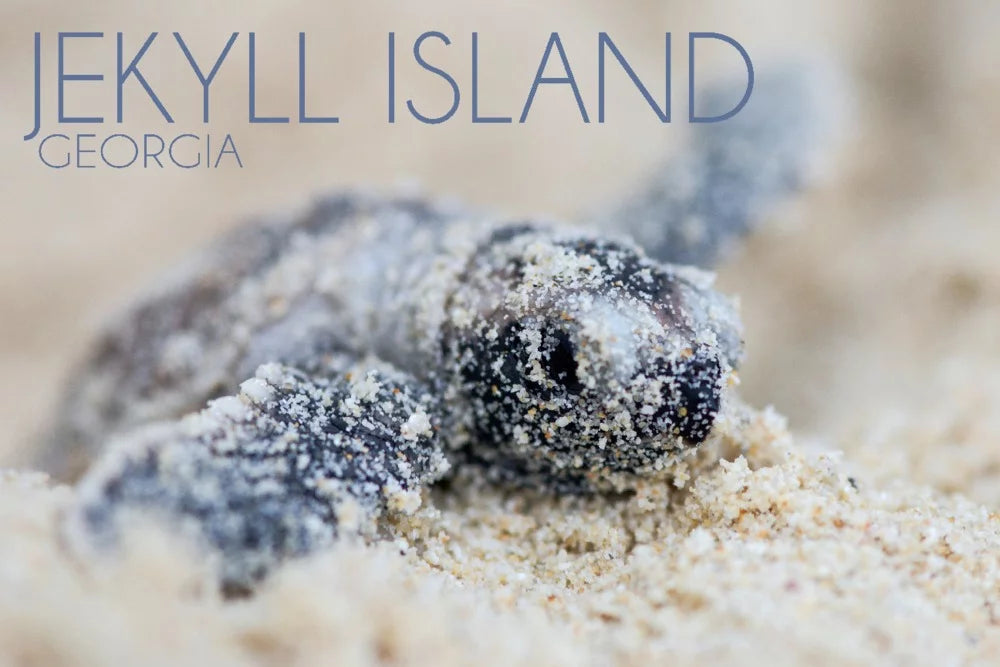 Jekyll Island, Georgia, Hawksbill Turtle Hatching (1000 Piece Puzzle, Sizeize 19x27, Challenging Jigsaw Puzzle for Adults and Family, Made in USizeA)